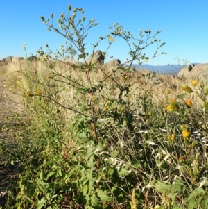 Bidens pilosa at Cook, ACT - 11 Mar 2019 07:56 AM