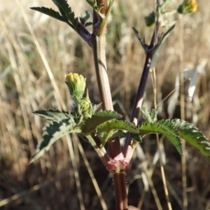 Bidens pilosa at Cook, ACT - 11 Mar 2019 07:56 AM