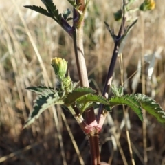 Bidens pilosa at Cook, ACT - 11 Mar 2019