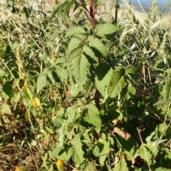 Bidens pilosa at Cook, ACT - 11 Mar 2019 07:56 AM