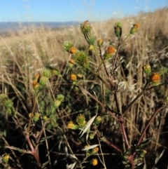 Bidens pilosa at Cook, ACT - 11 Mar 2019