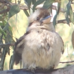 Dacelo novaeguineae (Laughing Kookaburra) at Pretty Beach, NSW - 13 Jun 2014 by michaelb