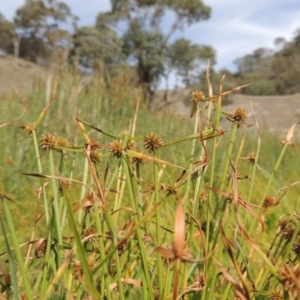 Cyperus sphaeroideus at Banks, ACT - 16 Feb 2019 04:49 PM