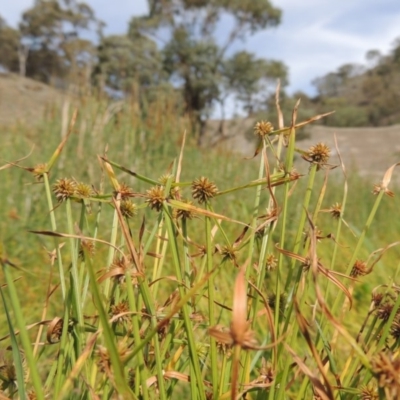 Cyperus sphaeroideus (Scented Sedge) at Banks, ACT - 16 Feb 2019 by MichaelBedingfield