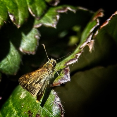 Ocybadistes walkeri (Green Grass-dart) at Banks, ACT - 6 Mar 2019 by UserfaKgHkxs