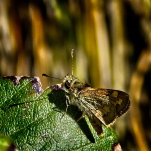 Ocybadistes walkeri at Banks, ACT - 6 Mar 2019