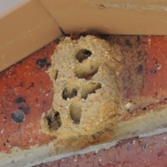 Apocrita (suborder) Nest (Unidentified wasp nest) at Conder, ACT - 14 Feb 2019 by MichaelBedingfield