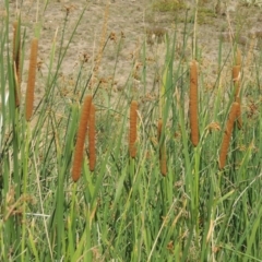 Typha sp. (Cumbungi) at Banks, ACT - 16 Feb 2019 by MichaelBedingfield