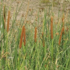 Typha sp. (Cumbungi) at Banks, ACT - 16 Feb 2019 by michaelb