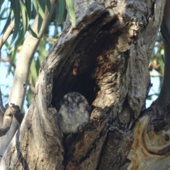 Aegotheles cristatus (Australian Owlet-nightjar) at Red Hill Nature Reserve - 9 Mar 2019 by roymcd