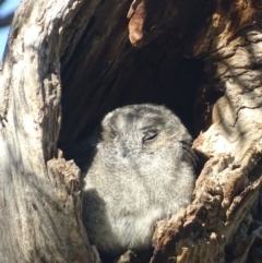 Aegotheles cristatus at Garran, ACT - 10 Mar 2019 08:28 AM