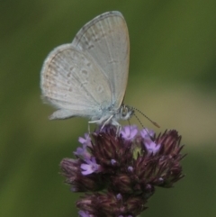 Zizina otis (Common Grass-Blue) at Banks, ACT - 16 Feb 2019 by MichaelBedingfield