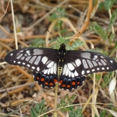 Papilio anactus (Dainty Swallowtail) at Garran, ACT - 9 Mar 2019 by roymcd