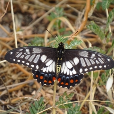 Papilio anactus (Dainty Swallowtail) at Garran, ACT - 9 Mar 2019 by roymcd