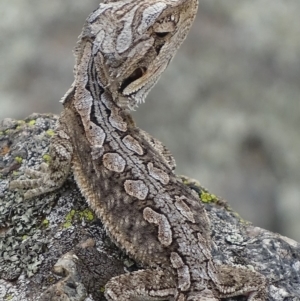 Pogona barbata at Garran, ACT - suppressed