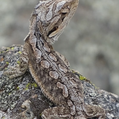 Pogona barbata (Eastern Bearded Dragon) at Red Hill Nature Reserve - 9 Mar 2019 by roymcd