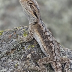 Pogona barbata at Garran, ACT - suppressed