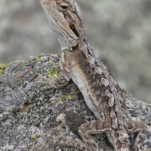 Pogona barbata at Garran, ACT - suppressed