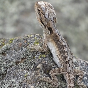 Pogona barbata at Garran, ACT - suppressed