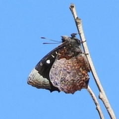 Ogyris abrota (Dark Purple Azure) at Mount Taylor - 11 Mar 2019 by MatthewFrawley