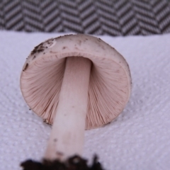 Volvopluteus gloiocephalus (Big Sheath Mushroom) at Harrison, ACT - 11 Mar 2019 by davobj