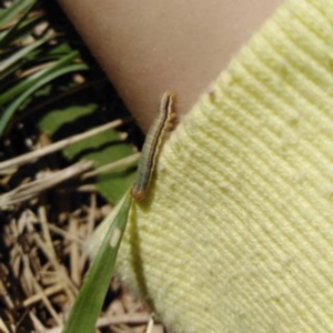 Lepidoptera unclassified IMMATURE moth at Fadden, ACT - 7 Mar 2019