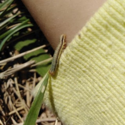 Lepidoptera unclassified IMMATURE (caterpillar or pupa or cocoon) at Fadden, ACT - 7 Mar 2019 by YumiCallaway