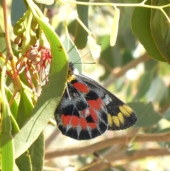 Delias harpalyce (Imperial Jezebel) at Tuggeranong Hill - 11 Mar 2019 by owenh