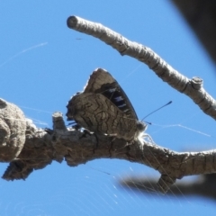 Ogyris olane (Broad-margined Azure) at Tuggeranong Hill - 11 Mar 2019 by owenh