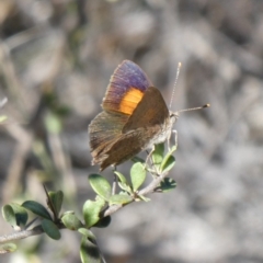 Paralucia pyrodiscus (Fiery Copper) at Tuggeranong Hill - 11 Mar 2019 by Owen