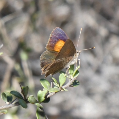 Paralucia pyrodiscus (Fiery Copper) at Tuggeranong Hill - 11 Mar 2019 by Owen