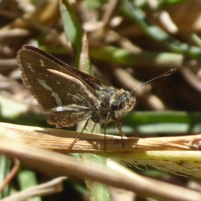 Taractrocera papyria (White-banded Grass-dart) at Coree, ACT - 11 Mar 2019 by Christine