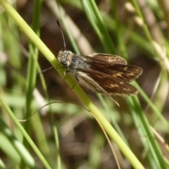 Taractrocera papyria at Coree, ACT - 11 Mar 2019