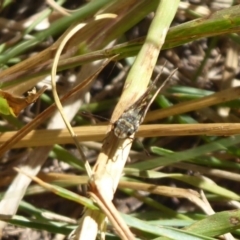 Taractrocera papyria at Coree, ACT - 11 Mar 2019 09:31 AM