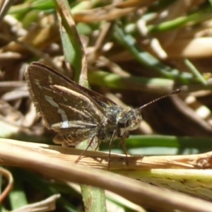 Taractrocera papyria at Coree, ACT - 11 Mar 2019 09:31 AM