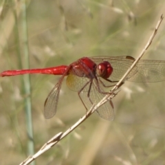 Diplacodes haematodes (Scarlet Percher) at Coree, ACT - 10 Mar 2019 by Christine
