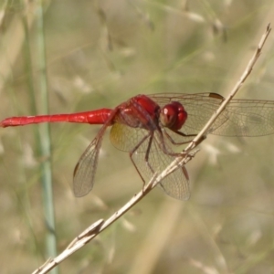 Diplacodes haematodes at Coree, ACT - 11 Mar 2019