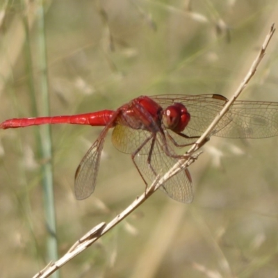 Diplacodes haematodes (Scarlet Percher) at Coree, ACT - 11 Mar 2019 by Christine