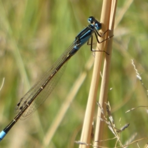 Ischnura heterosticta at Coree, ACT - 11 Mar 2019