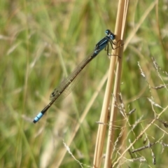 Ischnura heterosticta at Coree, ACT - 11 Mar 2019 09:15 AM