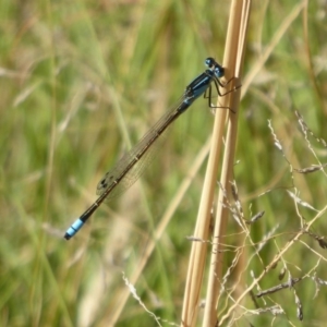 Ischnura heterosticta at Coree, ACT - 11 Mar 2019