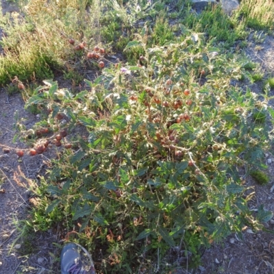 Solanum cinereum (Narrawa Burr) at Wanniassa Hill - 24 Dec 2018 by YumiCallaway
