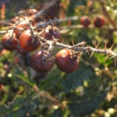 Solanum cinereum at Fadden, ACT - 24 Dec 2018