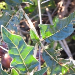 Solanum cinereum at Fadden, ACT - 24 Dec 2018