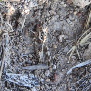 Oedaleus australis at Fadden, ACT - 24 Dec 2018