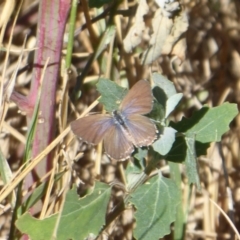 Theclinesthes serpentata (Saltbush Blue) at Coree, ACT - 11 Mar 2019 by Christine