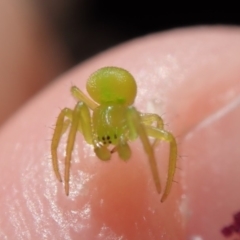 Unidentified Orb-weaving spider (several families) (TBC) at Spence, ACT - 11 Mar 2019 by Laserchemisty