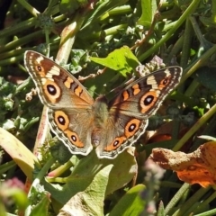 Junonia villida (Meadow Argus) at Fyshwick, ACT - 10 Mar 2019 by RodDeb