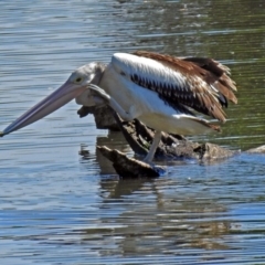 Pelecanus conspicillatus (Australian Pelican) at Fyshwick, ACT - 10 Mar 2019 by RodDeb