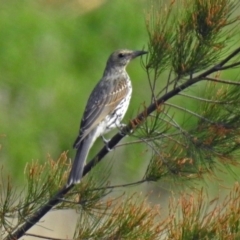 Oriolus sagittatus (Olive-backed Oriole) at Fyshwick, ACT - 9 Mar 2019 by RodDeb